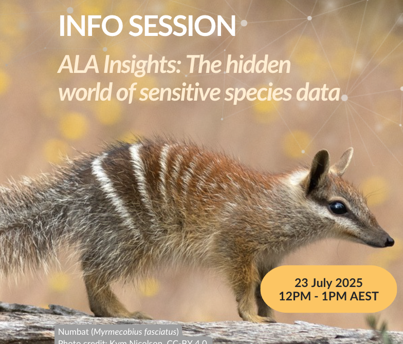 a numbat, a small fluffy mammal with stripes